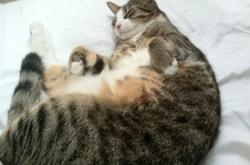 开云体育官网-东方巨龙吞噬高原雄狮，江苏跨洋友谊赛击败掘金，米切尔50分演出照亮篮球真谛