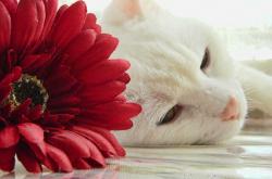 开云体育中国-跨越时空的对决，广厦的锐气与利拉德的时针—中国篮球未来挑战的隐喻