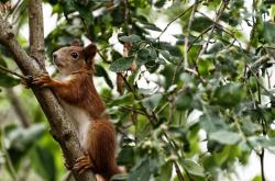 开云体育APP下载-硬仗与主宰，马赛欧战告捷，楚阿梅尼关键战接管东决