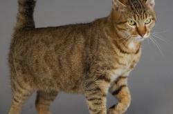 开云体育-跨越太平洋的冰火对决，上海队与凯尔特人碰撞下的巨星试炼