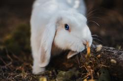开云体育在线-双重火焰，广东队战术的燎原之势与詹姆斯的个人熔炉