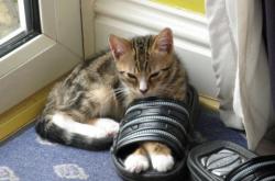 开云体育-亚特兰大粉碎阿根廷神话，阿坎吉关键先生铸就经典