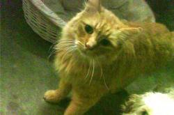 开云体育在线-极速轰鸣与心跳骤停，竞技之魂的平行叙事