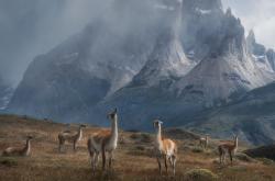 开云sport-跨洋对决的终场奇迹，保罗一剑封喉，猛龙压哨逆转新疆