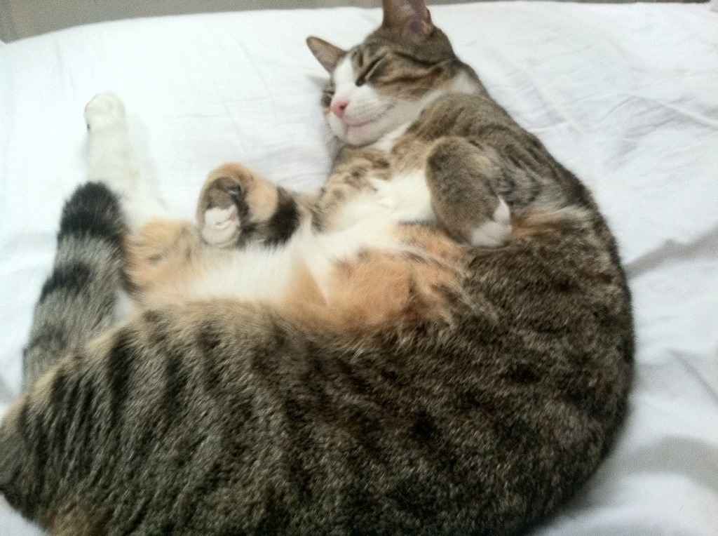 东方巨龙吞噬高原雄狮,江苏跨洋友谊赛击败掘金,米切尔50分演出照亮篮球真谛