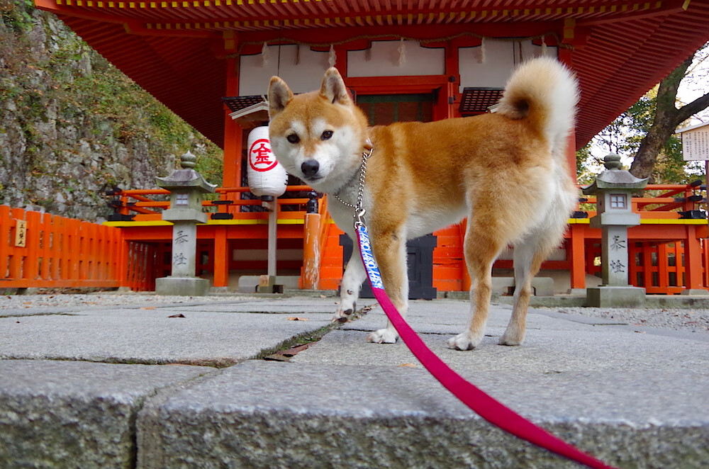 硬地王者,梅德韦杰夫在钢铁森林中展现统治力