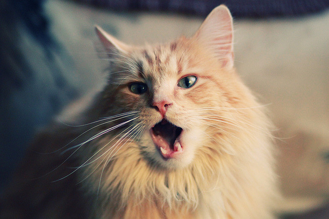 羽毛球精神的唯一答案,中国队力克丹麦队,李梓嘉点燃赛场