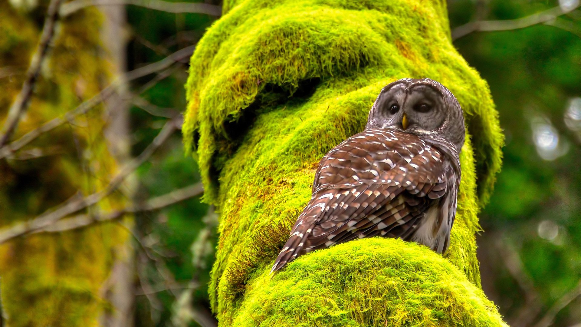 以一场胜利,祭奠一座奖杯,蒂姆用联合杯的绝杀,为法网点燃第一簇火焰