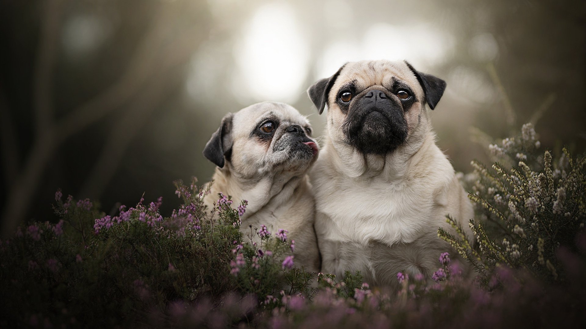 铁血孤星,张继科燃尽所有,难敌日本队全面碾压