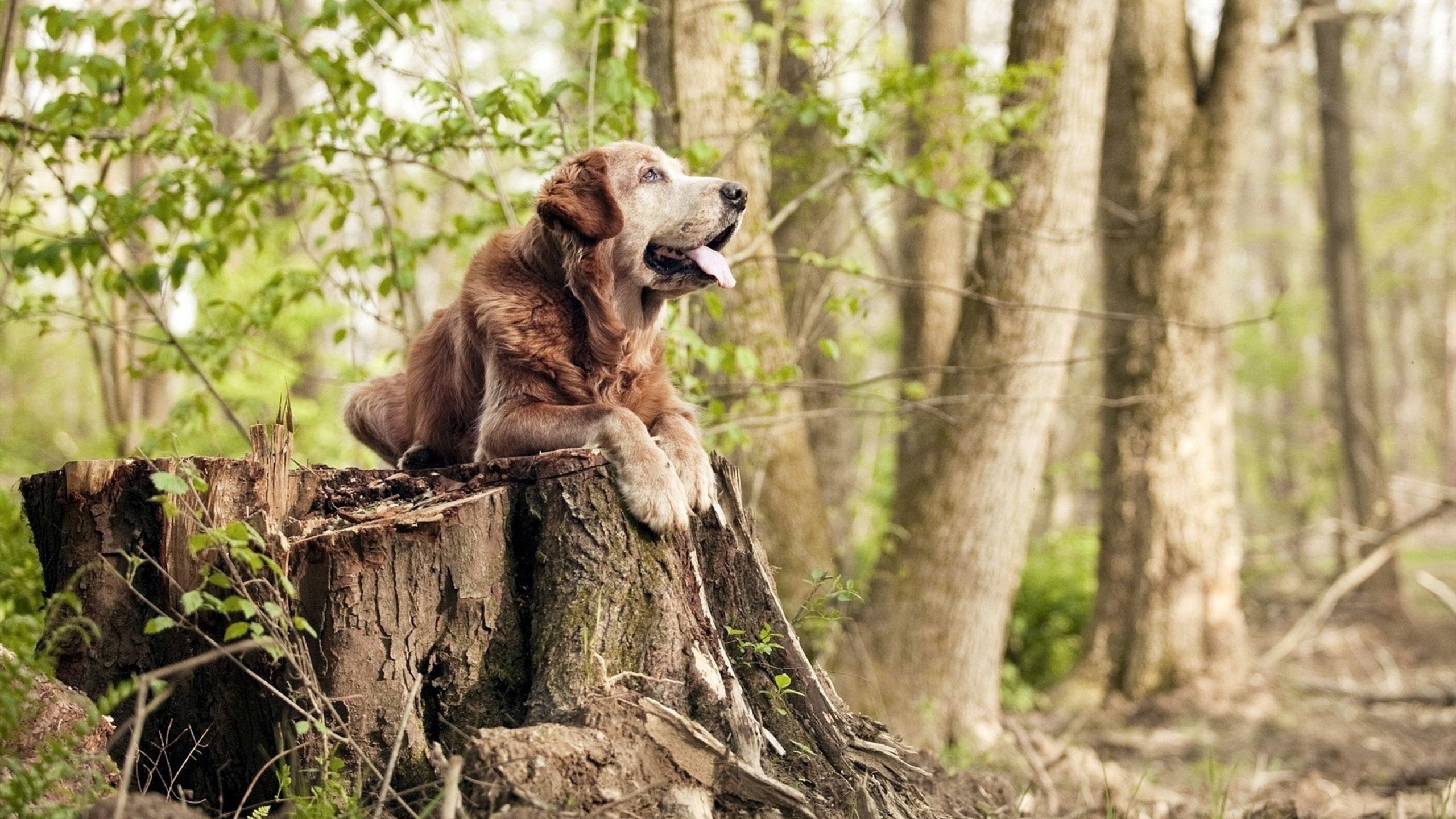 蓝色压力测试,姆巴佩在尼日利亚与切尔西双重锤炼下的爆发