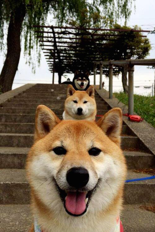 引擎轰鸣与绿茵狂想，F1年度争冠悬念映照下，克罗地亚如何强势超车爱尔兰