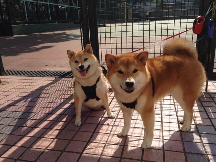 塞维利亚德比惊魂,卡瓦哈尔最后时刻制胜一击,点燃皮斯胡安狂欢夜