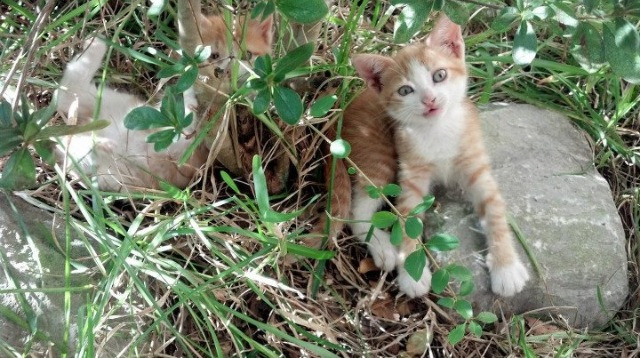 窒息时刻,布克用一记无声的锁喉终结灰熊,篮球真谛正在被改写