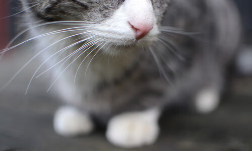 坚盾破壁,火箭强势击穿掘金铁桶阵,保罗总决赛接管时刻彰显传奇本色