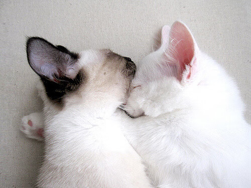 冰封盐湖城,雷霆铁链绞杀爵士 班凯罗致命一击定乾坤