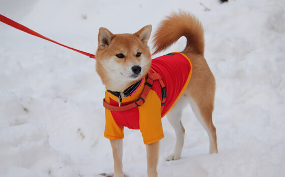 终场绝杀!阿拉巴如国际象棋中的皇后,一着定乾坤