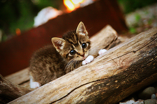 步行者车轮战术碾碎森林狼，字母哥冷兵器之王终结悬念