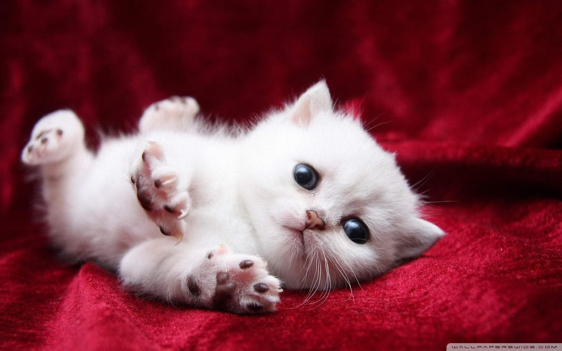 跨界主宰，从NBA的防守绞杀到伯纳乌的君王步伐