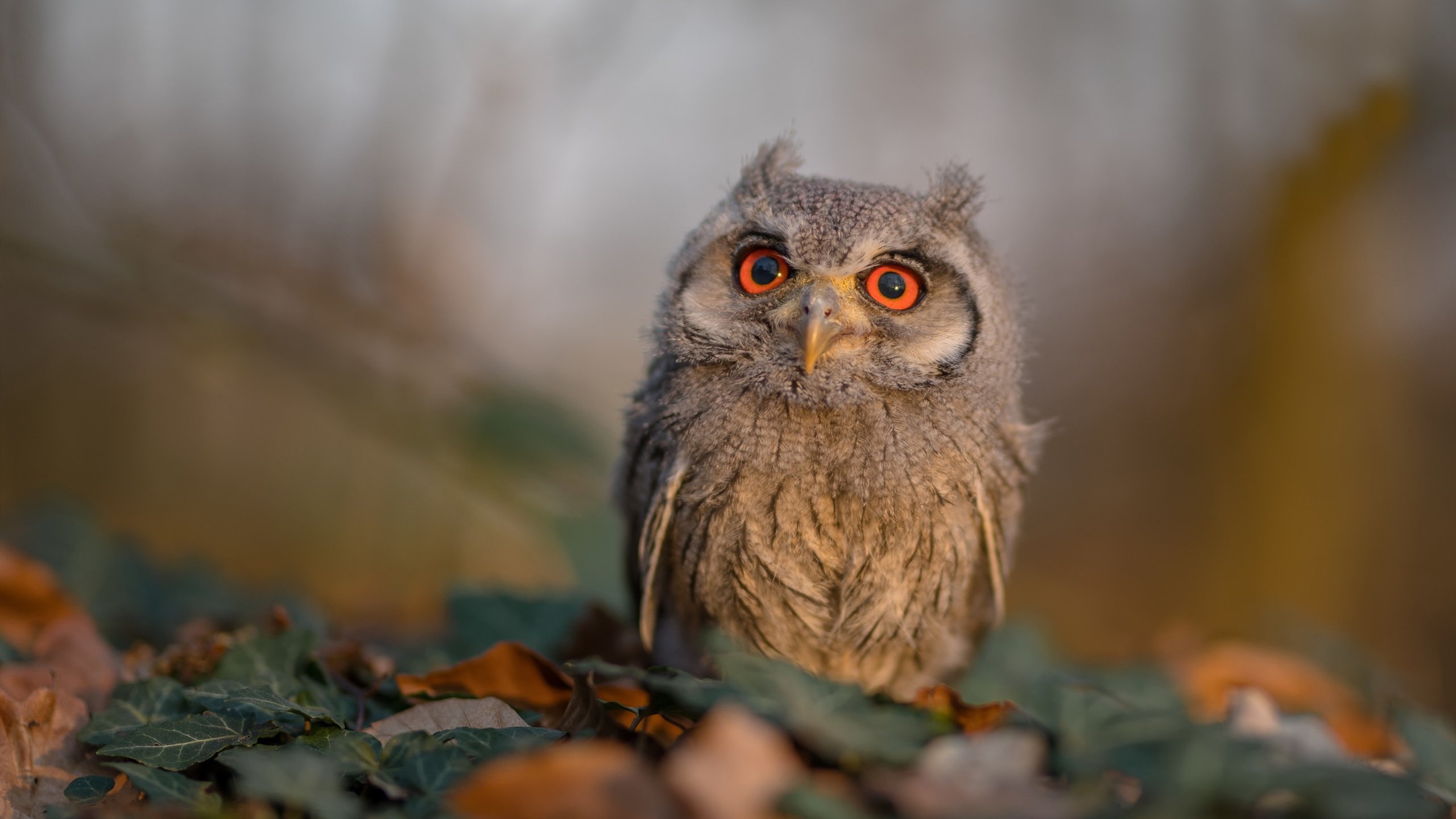 末节之王与天赋狂潮，德罗赞的风骨如何冰封明尼苏达的嚎叫