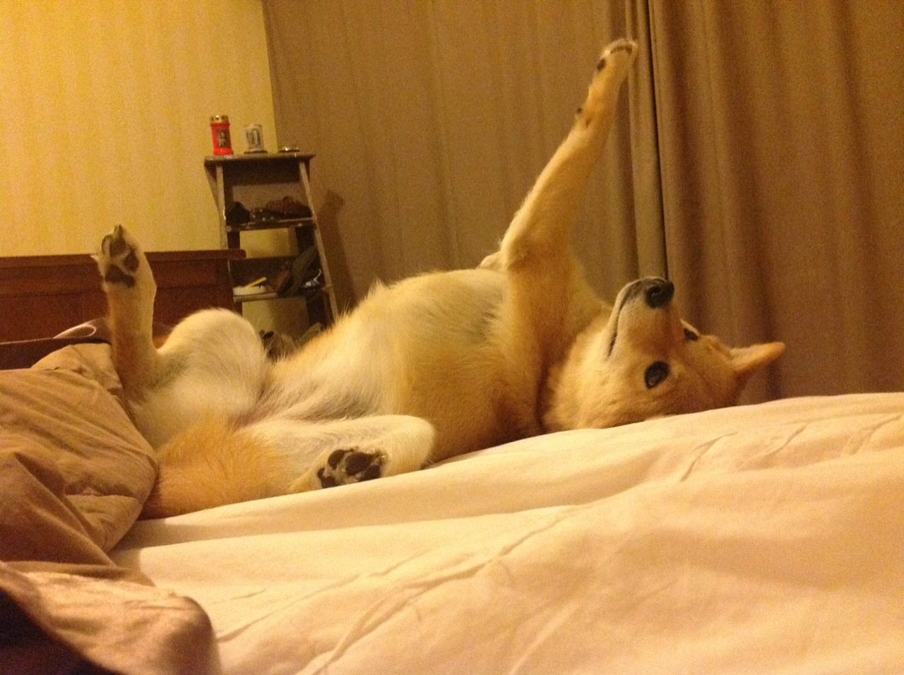 东西方狂飙，新疆飞虎与大苹果城的牛仔对决