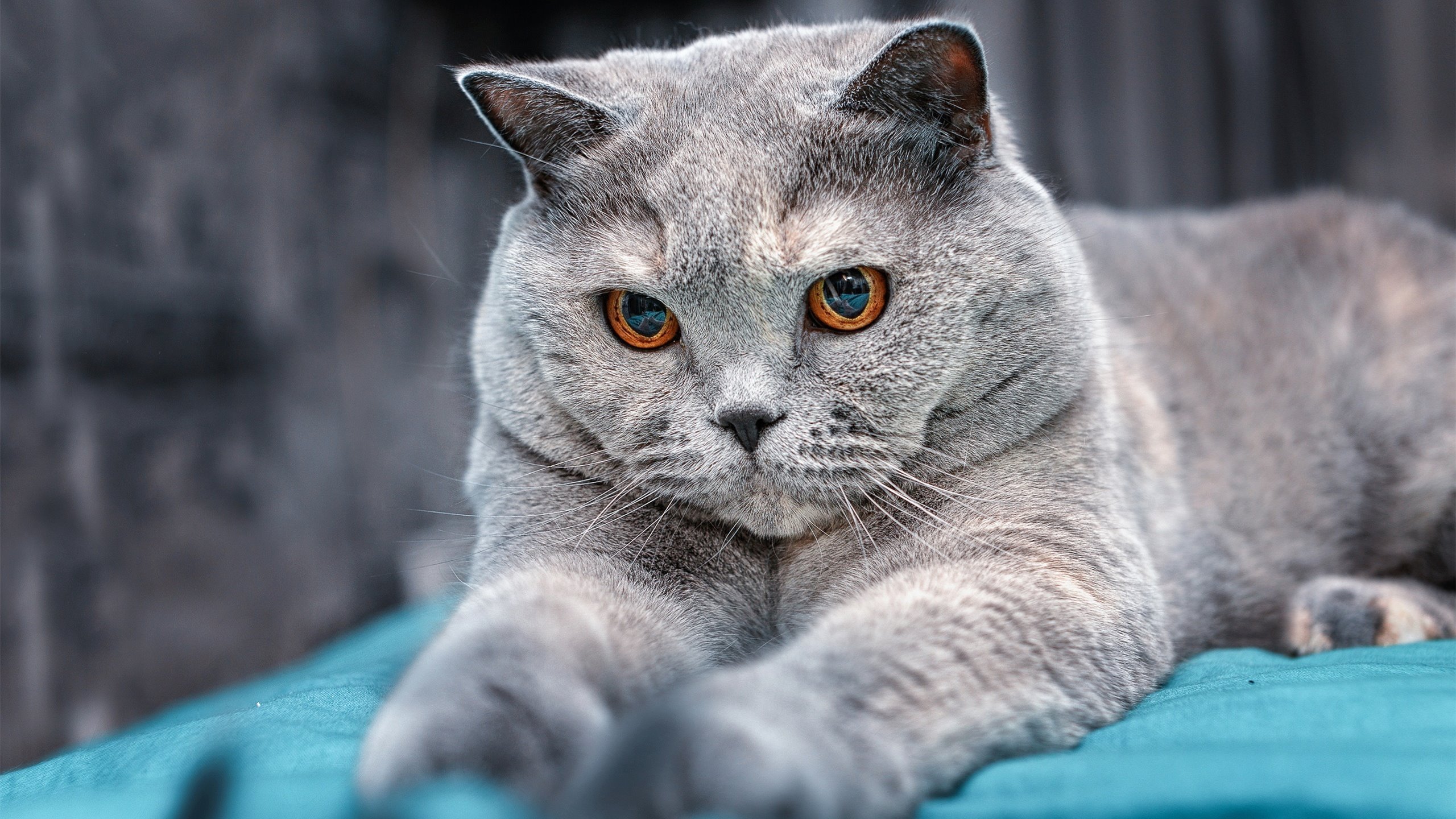 班凯罗闪耀撕碎防线，步行者用节奏绞杀湖人，个人英雄主义与团队掌控的终极对话