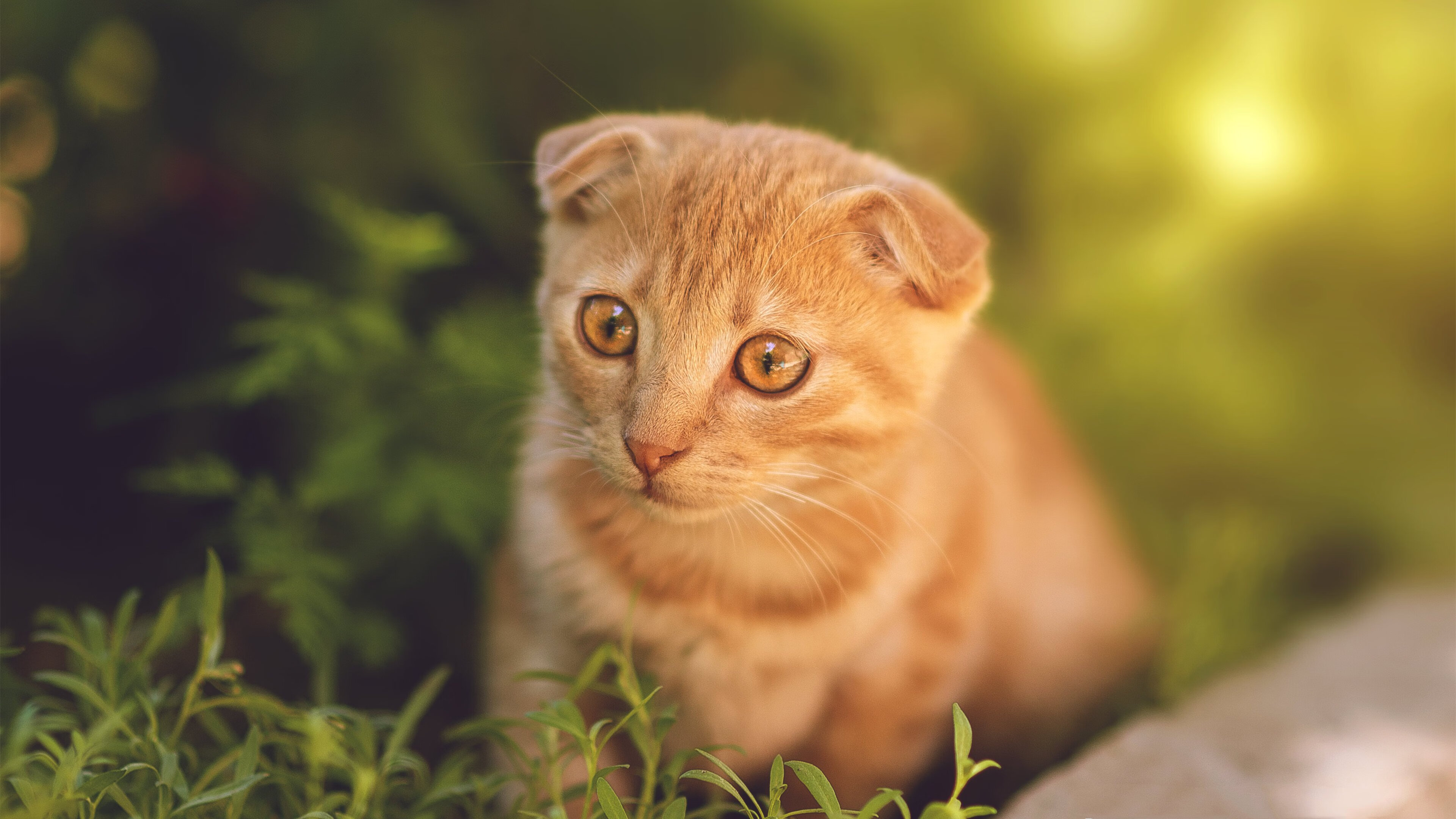 风暴之眼,伊萨克在美加墨世界杯之夜的独舞