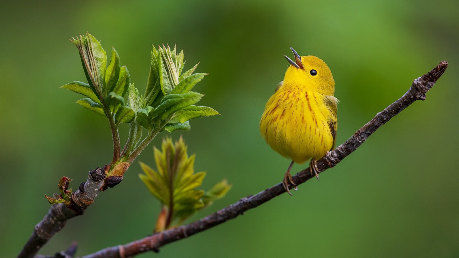 法比尼奥让奇迹提前降临—今夜,威尔士掀翻欧洲红魔